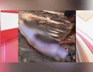 Impressionante