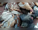 Animal desconhecido mata ao menos 30 galinhas e patos em Arapongas
