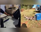 Cachorro-do-mato é capturado em empresa entre Arapongas e Apucarana