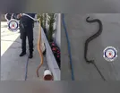 Moradores encontram cascavel no quintal de casa em Arapongas