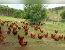 Agroindústria