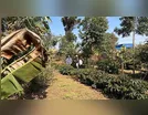 IFPR de Ivaiporã analisa café em agrofloresta e variedades de mandioca