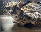 Gato-maracajá é capturado após atacar galinhas em sítio de Arapongas