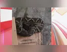 Jararaca encontrada em galinheiro gera alerta na zona rural