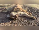 Onça-parda é encontrada morta na PR-082 entre Fênix e São João do Ivaí