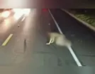 Homem engatinha pelado na BR-282 e causa tumulto entre motoristas