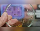 Aedes aegypti