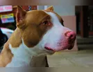 Criança de 2 anos morre após ser atacada por pit bull adotado pela família