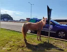 GM de Arapongas multa morador de Apucarana por cavalo solto na BR-369