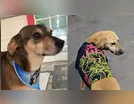 Mascotes da Praça do Café morrem atropelados em Jandaia do Sul