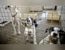 Projeto aprovado na Câmara proíbe uso de animais em testes cosméticos