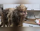 Idosa é achada morta e 115 cães são resgatados de sua casa nos EUA
