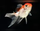 Homem engole peixe vivo em homenagem ao presidente Donald Trump
