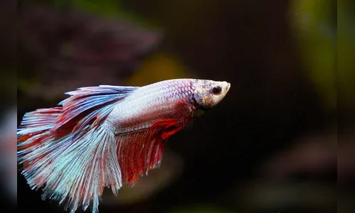 Homem engole peixe vivo em homenagem a Donald Trump