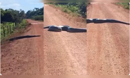 Sucuri de aproximadamente 4 metros é flagrada atravessando estrada