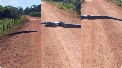 A cobra de aproximadamente 4 metros deixou os moradores surpresos.