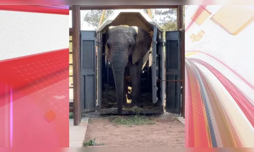 Última elefanta da Argentina chega em santuário brasileiro