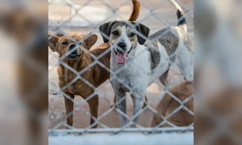 Cemsa resgata cão em situação de maus-tratos em Apucarana