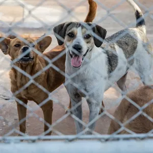A prática de maus-tratos a animais é crime no Brasil, conforme estabelece a Lei nº 9.605/1998