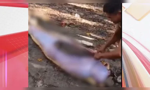 Homem é engolido inteiro por Píton de 8 metros