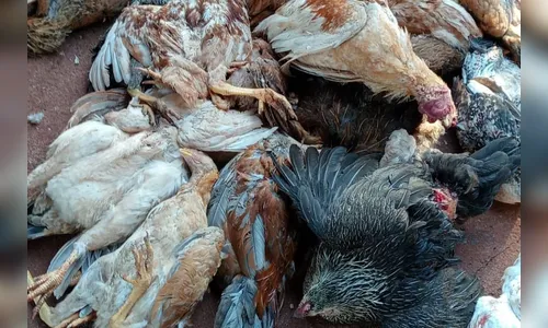 Animal desconhecido mata ao menos 30 galinhas e patos em Arapongas