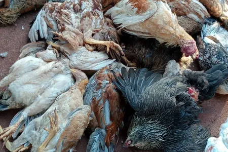 Animal desconhecido mata ao menos 30 galinhas e patos em Arapongas