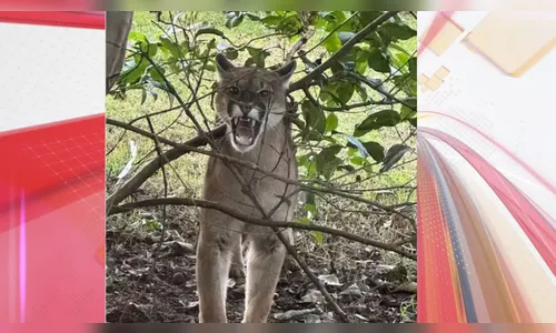 Onça-parda é capturada após invadir três casas em no norte do Paraná