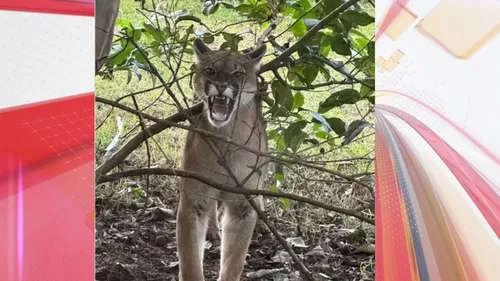 Animal foi resgatado e será devolvido à natureza após passar por exames