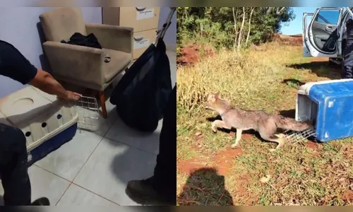 Cachorro-do-mato é capturado em empresa entre Arapongas e Apucarana