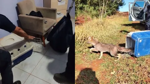 Animal foi resgatado e solto pela GM