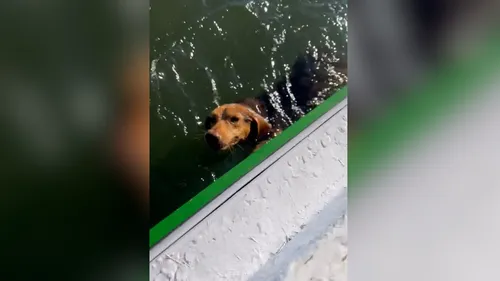 Assim que chegaram ao píer, a cachorrinha desembarcou e seguiu caminhando, aparentemente bem
