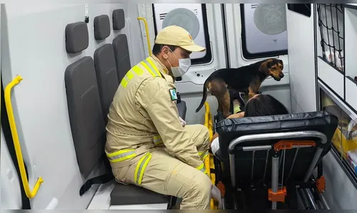 Bombeiros dão 'carona' para cão após tutora sofrer acidente no Paraná