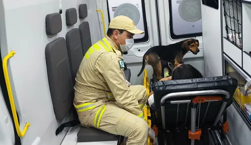 Bombeiros dão 'carona' para cão após tutora sofrer acidente no Paraná