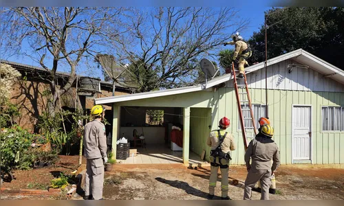 Árvore cai sobre casa e bombeiros são acionados em Apucarana