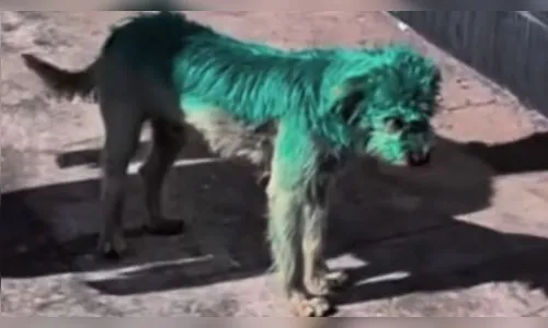 Polícia Civil investiga maus-tratos a cão pintado de verde no PR; veja