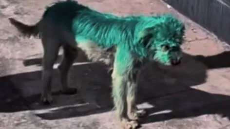 Cão foi pintado de verde em Ponta Grossa