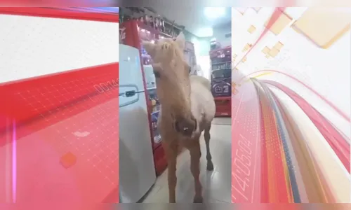 Cavalo invade pizzaria no Paraná e surpreende clientes; veja