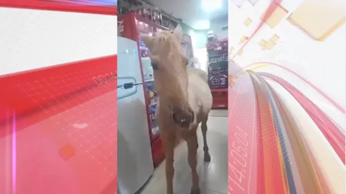 Cavalo invade pizzaria no Paraná e surpreende clientes; veja