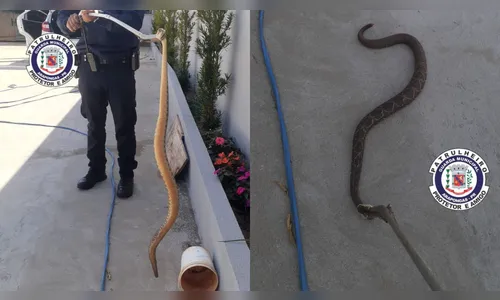 Moradores encontram cascavel no quintal de casa em Arapongas
