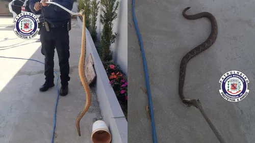 Cobra foi encontrada em residência no Jardim Vale do Sol