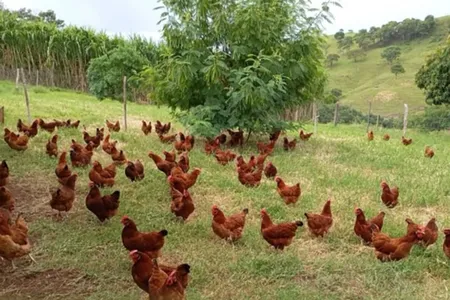 Coopera Paraná incentiva produção de ovos no Vale do Ivaí