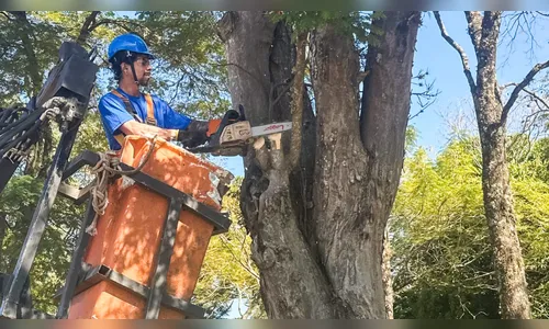 Prefeitura de Apucarana implanta novo modelo de poda de árvores; entenda