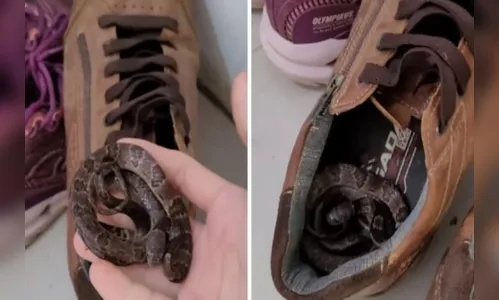 Cobra é encontrada “dormindo” e enrolada dentro de sapato