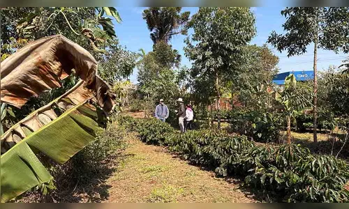 IFPR de Ivaiporã analisa café em agrofloresta e variedades de mandioca