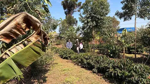 FPR de Ivaiporã analisa café em agrofloresta e variedades de mandioca