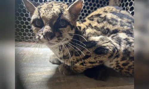 Gato-maracajá é capturado após atacar galinhas em sítio de Arapongas