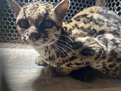 Gato-maracajá após ser capturado