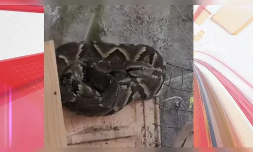 Jararaca encontrada em galinheiro gera alerta na zona rural