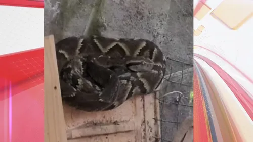Jararaca foi encontrada dentro de um galinheiro