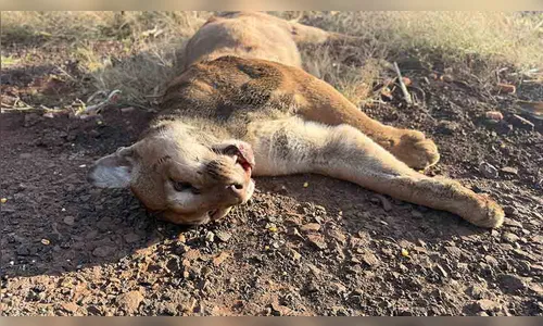 Onça-parda é encontrada morta na PR-082 entre Fênix e São João do Ivaí